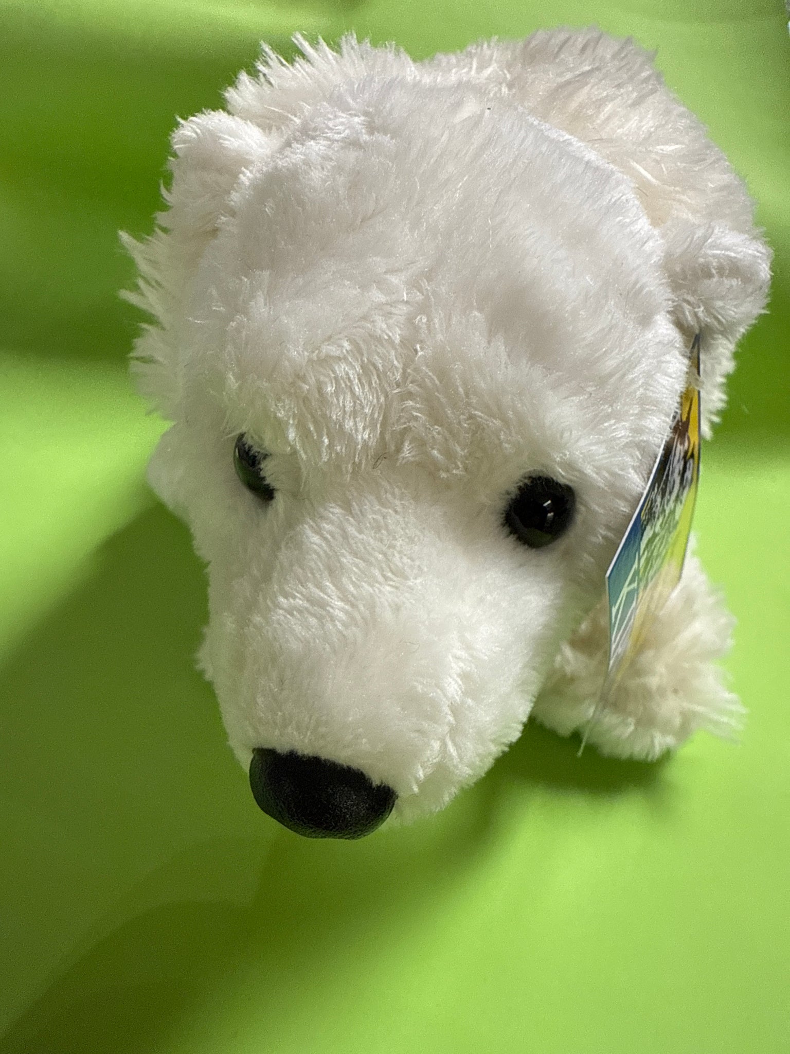 Polar Bear 9.5”