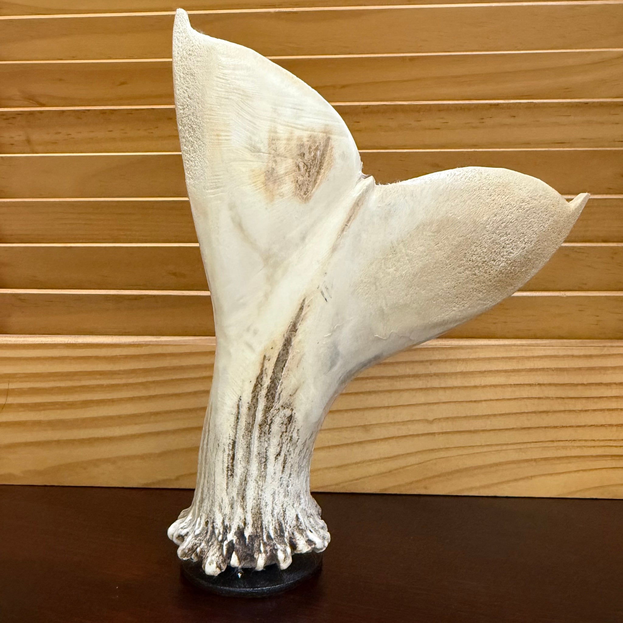 Whale Tail Rising – Hand-Carved from Moose Antler