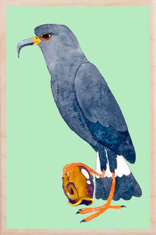 SNAIL KITE wooden postcard Matt Sewell Birds™