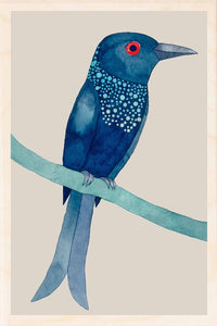 SPANGLED DRONGO wooden postcard Matt Sewell Birds™
