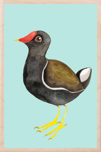 MOOR HEN wooden postcard Matt Sewell Birds™