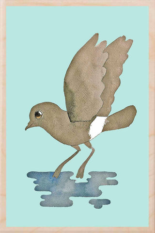 STORM PETREL wooden postcard Matt Sewell Birds™