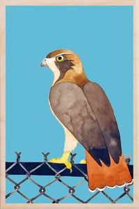 RED-TAILED HAWK wooden postcard Matt Sewell Birds™
