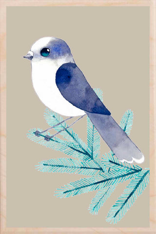 CANADA JAY wooden postcard Matt Sewell Birds™