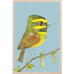CIRL BUNTING wooden postcard Matt Sewell Birds™